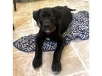Adopt Birch a Black Labrador Retriever