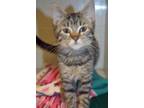 Adopt Harley a Domestic Short Hair