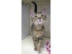 Adopt Ghost a Domestic Short Hair
