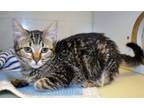 Adopt Zeus a Domestic Short Hair