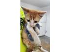 Adopt Ritz a Domestic Short Hair