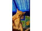 Adopt Walker a Domestic Short Hair