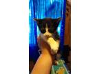 Adopt Shad a Domestic Short Hair