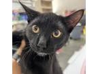 Adopt Mo a Domestic Short Hair