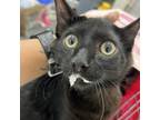 Adopt Bo a Domestic Short Hair