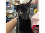 Adopt Ro a Domestic Short Hair