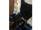 Adopt Dude a Domestic Short Hair