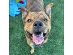 Adopt Glitter a American Staffordshire Terrier