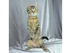 Adopt Fern a Domestic Short Hair