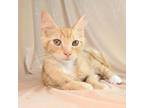 Adopt Red a Domestic Short Hair