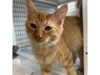 Adopt Cheddar a Domestic Medium Hair, Domestic Short Hair