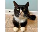 Adopt Duke Silver a Domestic Medium Hair