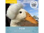Adopt Pom a Duck