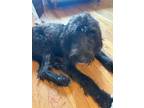 Adopt Dallas a Poodle, Goldendoodle