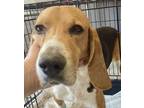 Adopt Homer a Beagle