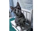 Adopt Zeller a Domestic Medium Hair