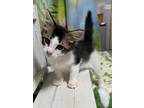 Adopt Millo a Domestic Short Hair