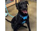 Adopt Baker OS PDR a Black Labrador Retriever, Mixed Breed