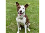 Adopt Wybie a Mixed Breed