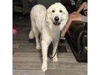 Adopt Dante a Great Pyrenees