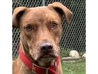 Adopt Bandit a Catahoula Leopard Dog