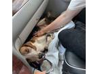Adopt ZEUS 2 a Treeing Walker Coonhound