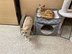 Chester, American Shorthair For Adoption In Acworth, Georgia