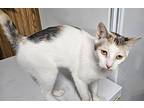 Layna, Calico For Adoption In Crossville, Tennessee