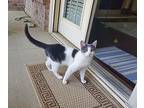 Baby Spice, Domestic Shorthair For Adoption In Atlanta, Georgia