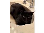 Beauty, Bombay For Adoption In Belton, Texas