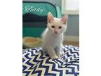 Kittens, Colorpoint Shorthair For Adoption In Port Orange, Florida