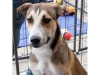 Adopt Silver a Shepherd