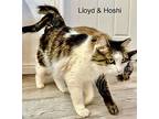Lloyd, Domestic Mediumhair For Adoption In St. George, Utah