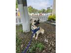 Adopt George a Pug