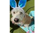 Adopt Winston a Wire Fox Terrier
