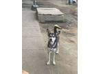 Adopt Jack a Shepherd, Husky