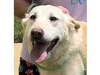 Scout, Labrador Retriever For Adoption In Thomasville, North Carolina