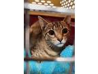 Yardley (female Tabby) & Scrappy (male Black), Domestic Shorthair For Adoption