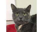 Lollipop, Domestic Shorthair For Adoption In Battle Creek, Michigan
