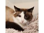 Adopt Fluff a Snowshoe, Domestic Long Hair