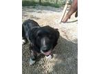 Tater, Dachshund For Adoption In Kelowna, British Columbia