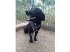 Birdie, Dachshund For Adoption In Kelowna, British Columbia