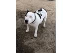 Chyna, Bull Terrier For Adoption In Yoder, Colorado