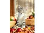 Adopt BonBon a Domestic Short Hair