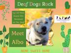 Adopt Albo a Australian Shepherd