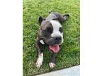 Cora, American Staffordshire Terrier For Adoption In Santa Paula, California