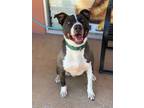 Toby, American Staffordshire Terrier For Adoption In Santa Paula, California