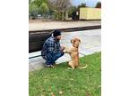 Maximus, American Pit Bull Terrier For Adoption In Santa Paula, California