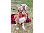 Jacks, American Pit Bull Terrier For Adoption In Indiana, Pennsylvania