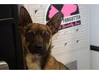 Brownie, Miniature Pinscher For Adoption In Pahrump, Nevada